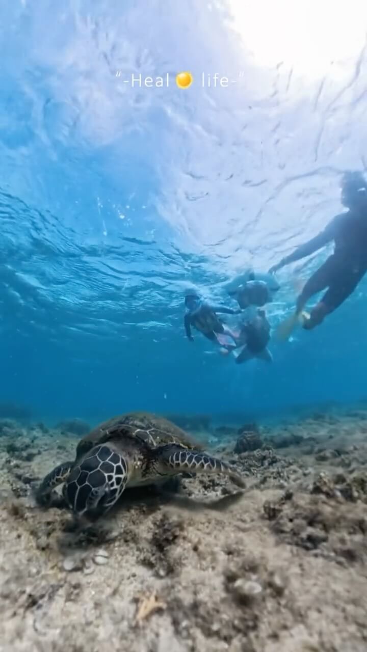 インスタ360の360度カメラでウミガメ🐢と📸