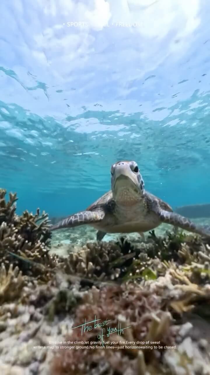 クエフ島🏝️が中止になったら ウミガメ🐢に会えるビーチ🏖️へ😍 ウミガメの息継ぎショット📸も🥰